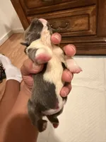 Princess Peach, a female English Bulldog for sale in Mobile, AL – 2 of 4