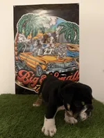 Luigi, a male English Bulldog for sale in Mobile, AL – 3 of 6