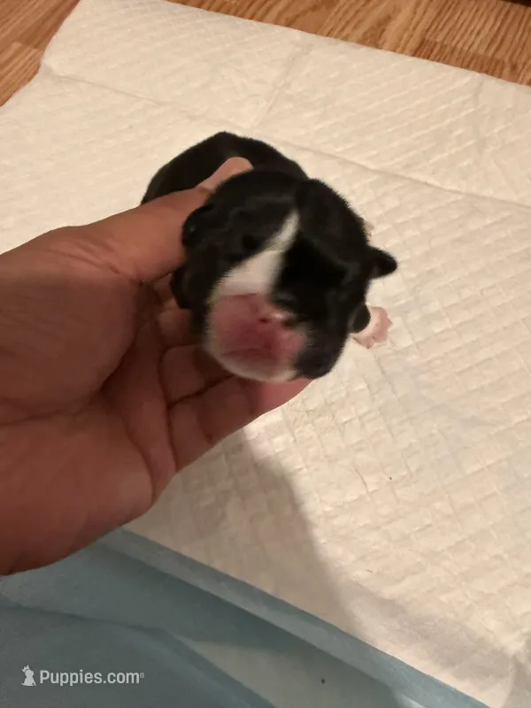 Luigi – English Bulldog puppy for sale in Mobile, AL