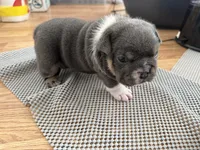 Princess Peach, a female English Bulldog for sale in Mobile, AL – 6 of 10