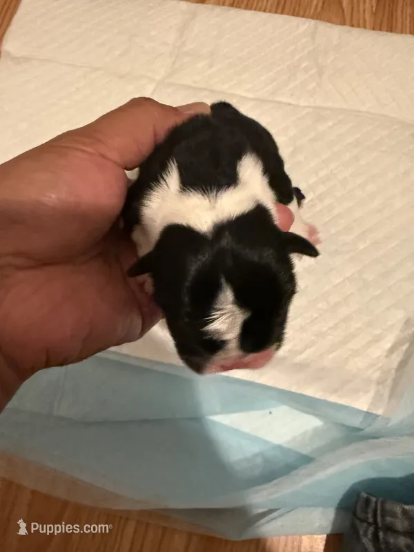 Mario – English Bulldog puppy for sale in Mobile, AL