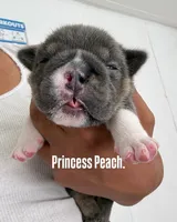 Princess Peach, a female English Bulldog for sale in Mobile, AL – 4 of 10