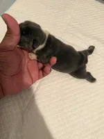 Princess Peach, a female English Bulldog for sale in Mobile, AL – 3 of 4