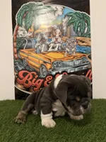 Princess Peach, a female English Bulldog for sale in Mobile, AL – 2 of 10