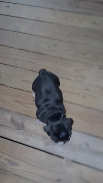 Luigi, a male English Bulldog for sale in Mobile, AL – 6 of 6