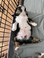 Luigi, a male English Bulldog for sale in Mobile, AL – 4 of 6