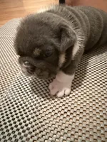 Princess Peach, a female English Bulldog for sale in Mobile, AL – 5 of 10