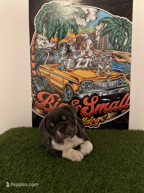 Princess Peach – English Bulldog puppy for sale in Mobile, AL