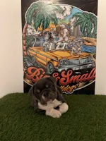 Princess Peach, a female English Bulldog for sale in Mobile, AL – 1 of 10