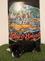 Luigi, a male English Bulldog for sale in Mobile, AL – 2 of 6