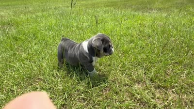 Princess Peach, a female English Bulldog for sale in Mobile, AL – 10 of 10