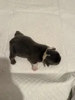 Princess Peach, a female English Bulldog for sale in Mobile, AL – 4 of 4