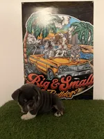 Princess Peach, a female English Bulldog for sale in Mobile, AL – 3 of 10