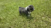 Princess Peach, a female English Bulldog for sale in Mobile, AL – 8 of 10