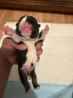 Luigi, a male English Bulldog for sale in Mobile, AL – 4 of 4