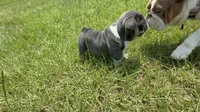 Princess Peach, a female English Bulldog for sale in Mobile, AL – 7 of 10