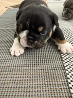 Luigi, a male English Bulldog for sale in Mobile, AL – 5 of 6