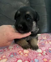AKC Girl #1, a female German Shepherd Dog for sale in Rocky Mount, VA – 6 of 8