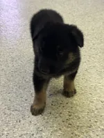 AKC Blue Boy, a male German Shepherd Dog for sale in Rocky Mount, VA – 3 of 6