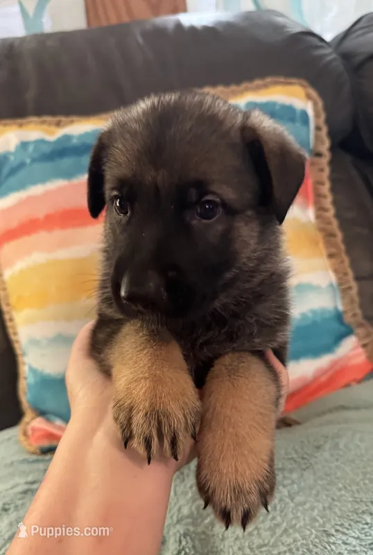 AKC Girl #2 – German Shepherd Dog puppy for sale in Rocky Mount, VA