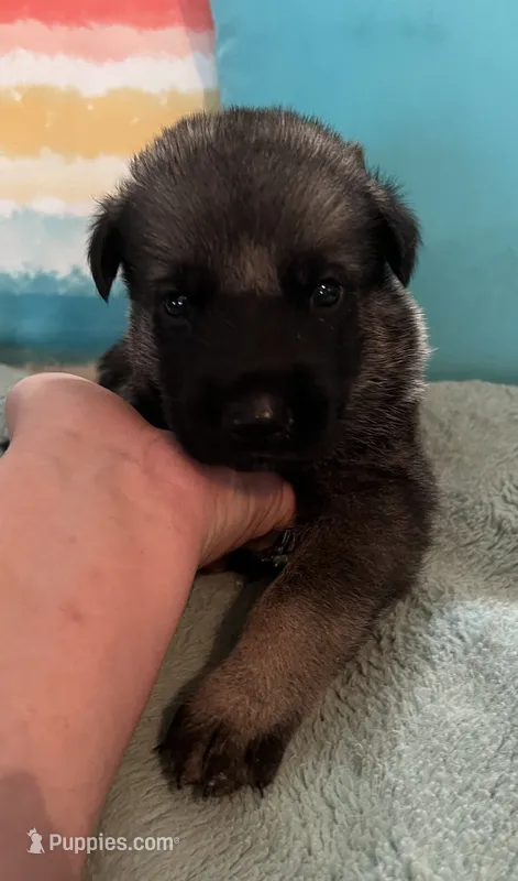 AKC Boy #1 – German Shepherd Dog puppy for sale in Rocky Mount, VA