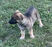 AKC Girl #3, a female German Shepherd Dog for sale in Rocky Mount, VA – 6 of 8