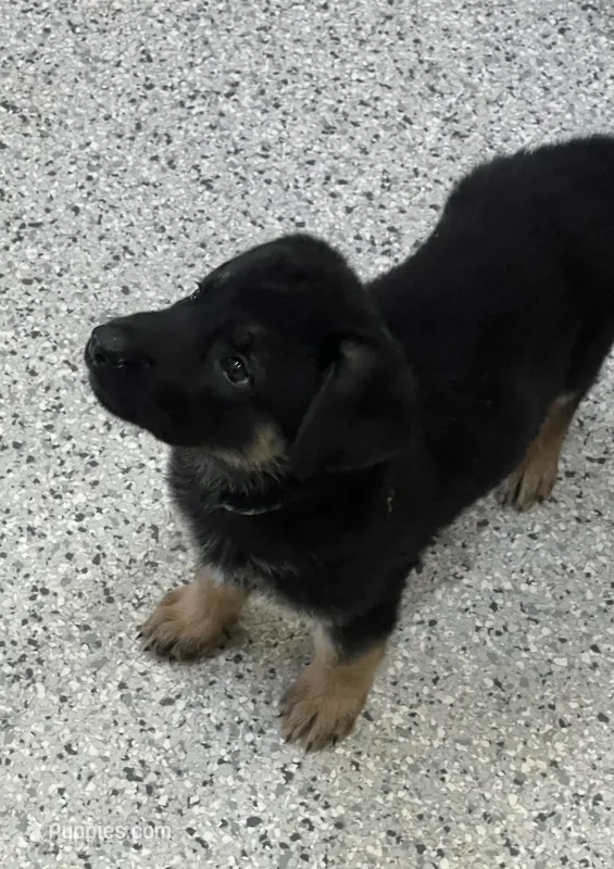 AKC Girl #1 – German Shepherd Dog puppy for sale in Rocky Mount, VA