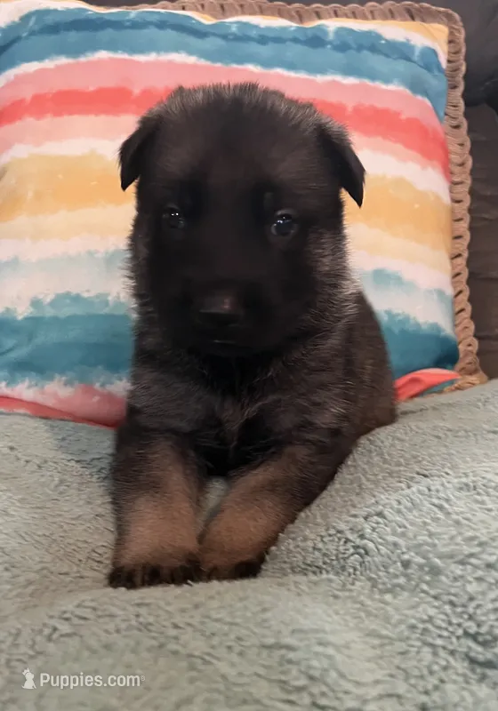 AKC Boy #2 – German Shepherd Dog puppy for sale in Rocky Mount, VA