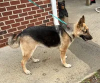 AKC Pink Girl, a female German Shepherd Dog for sale in Rocky Mount, VA – 4 of 5