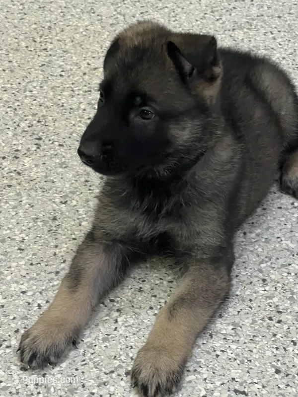 AKC Boy #2 – German Shepherd Dog puppy for sale in Rocky Mount, VA