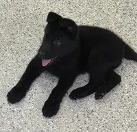 AKC Pink Girl , a female German Shepherd Dog for sale in Rocky Mount, VA – 6 of 10