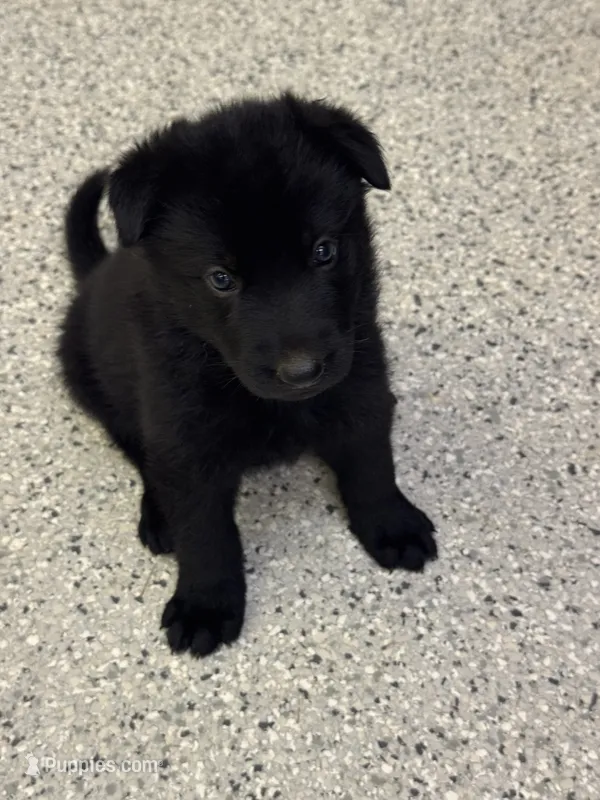 AKC Purple Girl  – German Shepherd Dog puppy for sale in Rocky Mount, VA
