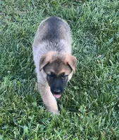 AKC Boy #1, a male German Shepherd Dog for sale in Rocky Mount, VA – 3 of 7
