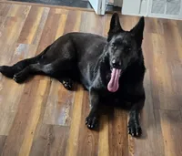 AKC Pink Girl, a female German Shepherd Dog for sale in Rocky Mount, VA – 5 of 5