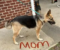AKC Pink Girl, a female German Shepherd Dog for sale in Rocky Mount, VA – 5 of 5