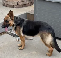 Dandee, a female German Shepherd Dog for sale in Rocky Mount, VA – 2 of 3