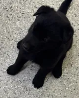 AKC Red Girl , a female German Shepherd Dog for sale in Rocky Mount, VA – 3 of 6