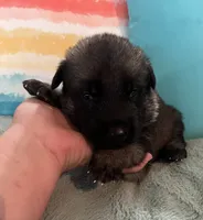 AKC Boy #2, a male German Shepherd Dog for sale in Rocky Mount, VA – 3 of 8
