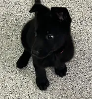 AKC Pink Girl , a female German Shepherd Dog for sale in Rocky Mount, VA – 7 of 10