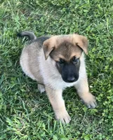 AKC Boy #1, a male German Shepherd Dog for sale in Rocky Mount, VA – 2 of 7