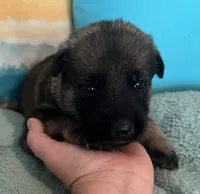 AKC Girl #2, a female German Shepherd Dog for sale in Rocky Mount, VA – 2 of 7