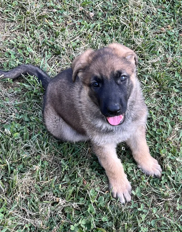 AKC Girl #3 – German Shepherd Dog puppy for sale in Rocky Mount, VA