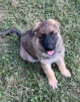 AKC Girl #3, a female German Shepherd Dog for sale in Rocky Mount, VA – 3 of 8