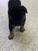 AKC Blue Boy, a male German Shepherd Dog for sale in Rocky Mount, VA – 4 of 6