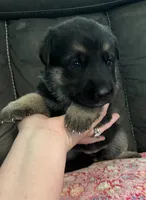 AKC Girl #1, a female German Shepherd Dog for sale in Rocky Mount, VA – 2 of 8