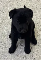 AKC Red Girl , a female German Shepherd Dog for sale in Rocky Mount, VA – 2 of 6