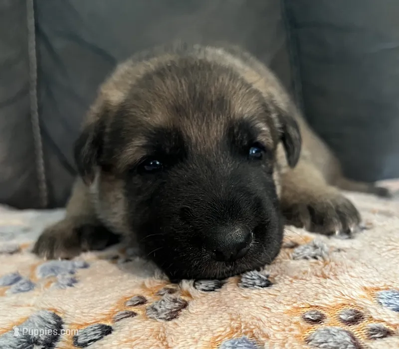 AKC Boy #1 – German Shepherd Dog puppy for sale in Rocky Mount, VA