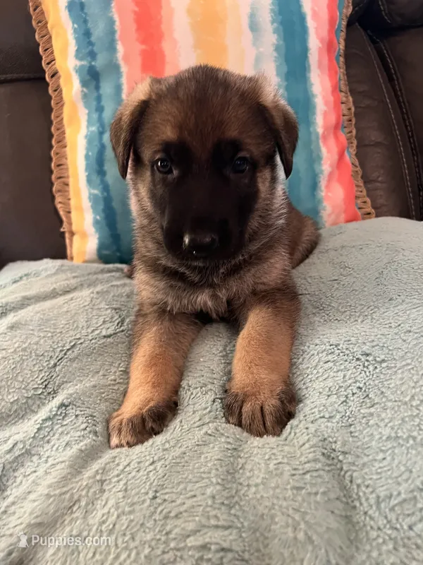 AKC Girl #3 – German Shepherd Dog puppy for sale in Rocky Mount, VA
