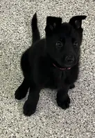 AKC Pink Girl , a female German Shepherd Dog for sale in Rocky Mount, VA – 5 of 10