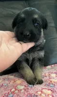 AKC Girl #1, a female German Shepherd Dog for sale in Rocky Mount, VA – 4 of 8